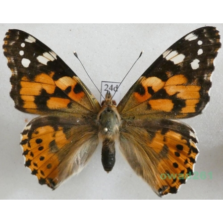 Vanessa cardui (Linnaeus, 1758) ex. ovo, Rusałka osetnik Czech24d
